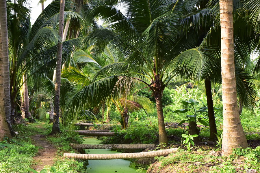 Our coconut plantation